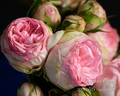 Charming Piano rose photo