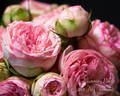 Charming Piano rose photo
