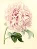 Comte de Flandres peony photo