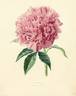 Modeste Guerin peony photo