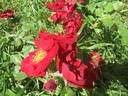 Folletto rose photo