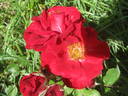 Folletto rose photo
