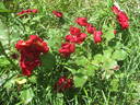 Folletto rose photo
