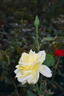 Lemon Glow rose photo