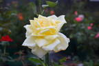 Lemon Glow rose photo