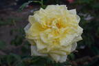 Lemon Glow rose photo