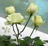 Creamy Eden rose photo