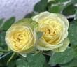 Creamy Eden rose photo