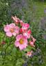 Gloire des Anciens rose photo