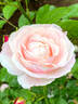 Billet Doux rose photo