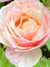 Billet Doux rose photo