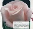 Omega rose photo