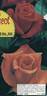 Lady Rose rose photo