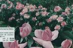 Anne de Bretagne ® rose photo