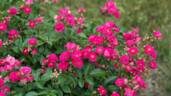 Oso Easy Peasy rose photo