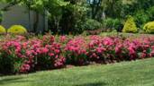 Oso Easy Peasy rose photo
