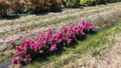 Oso Easy Peasy rose photo