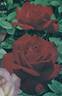 Toque Rouge rose photo