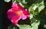 Playgirl ™ rose photo