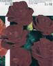 Montana rose photo