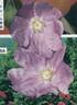 R. rugosa rubra rose photo
