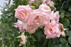 High Hopes rose photo