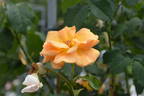 Goldener Olymp rose photo