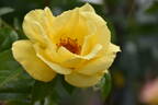 Dukat rose photo