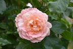 Amaretto ® rose photo