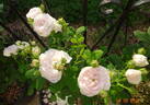 Botzaris rose photo