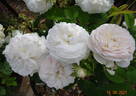 Botzaris rose photo