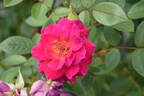 Gloriana 97 rose photo