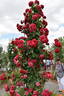 Amadeus ™ rose photo