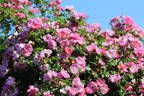 Magnifica rose photo