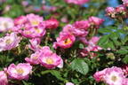 Magnifica rose photo