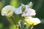 Weisse aus Sparrieshoop rose photo
