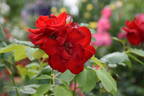 Colonia rose photo