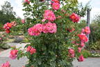 Bajazzo rose photo