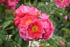 Bajazzo rose photo