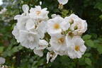 Hella rose photo