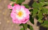 Erfurt rose photo
