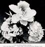 Fuji-botan peony photo