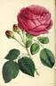 King's Acre rose photo