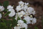 Pâquerette rose photo