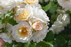 Sirius rose photo