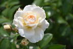 Sirius rose photo