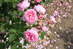 Flashlight rose photo