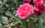 Gartenfreund rose photo