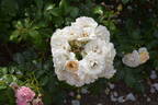 Sirius rose photo