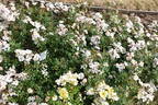 Medeo rose photo
